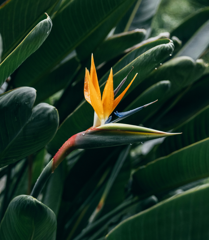 The bird-of-paradise flower  for summer clothes