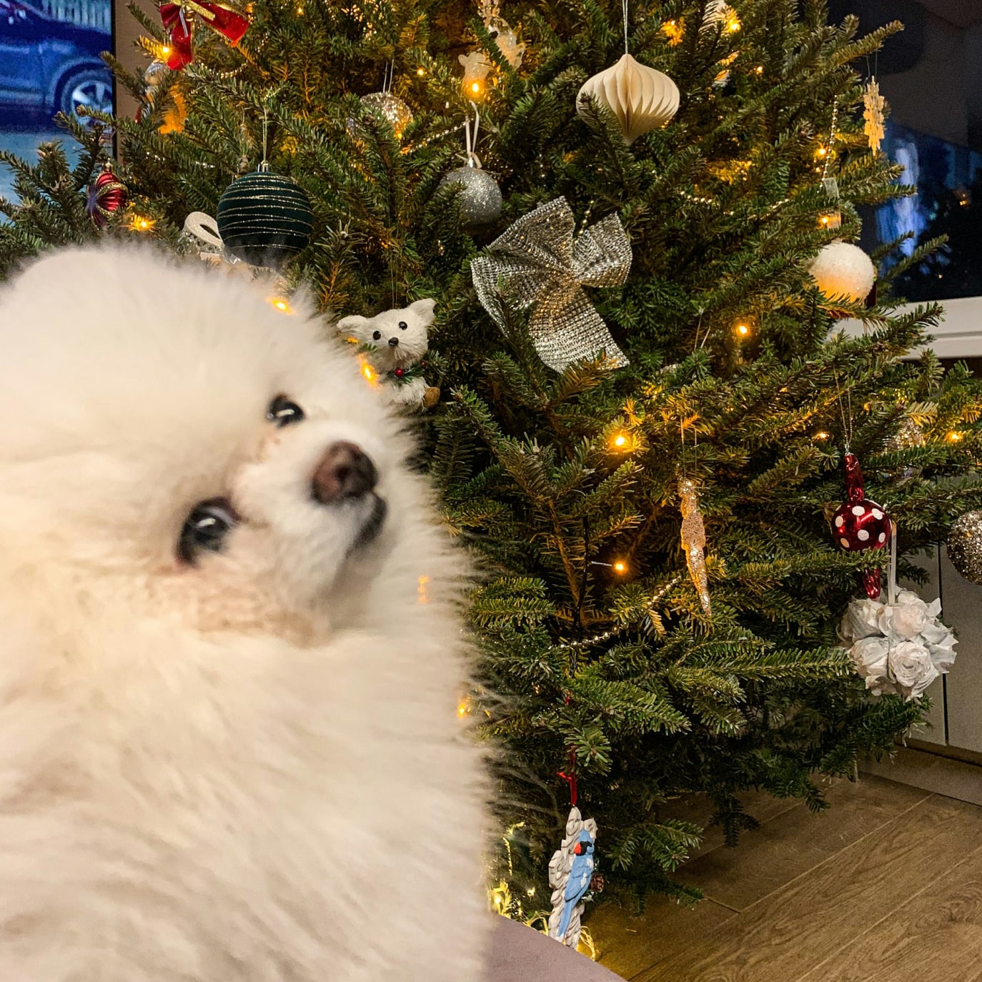 a dog participating in a Christmas party